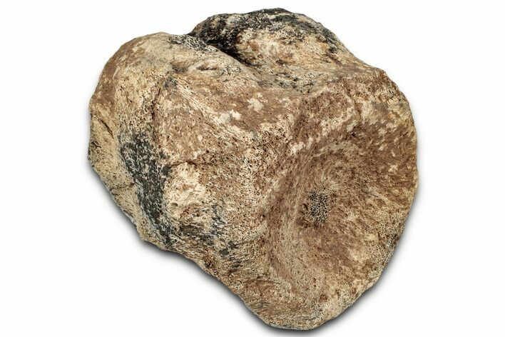 Fossil Nodosaurid Dinosaur (Sauropelta) Vertebra - Montana #325121